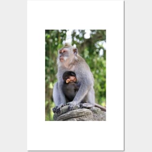 a monkey and baby sitting on a branch in ubud in bali Posters and Art